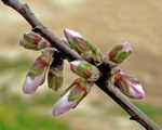 Prunus Dulcis